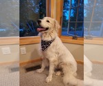 Small #2 Great Pyrenees Mix