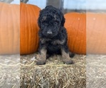 Cordell - Female Bernedoodle (Miniature) Puppy for Sale - Photo #4