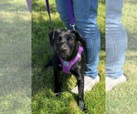 Small #5 Labrador Retriever Mix