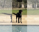 Small #2 Labrador Retriever Mix