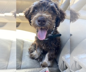 Dorkie Puppy for sale in MILLEDGEVILLE, GA, USA