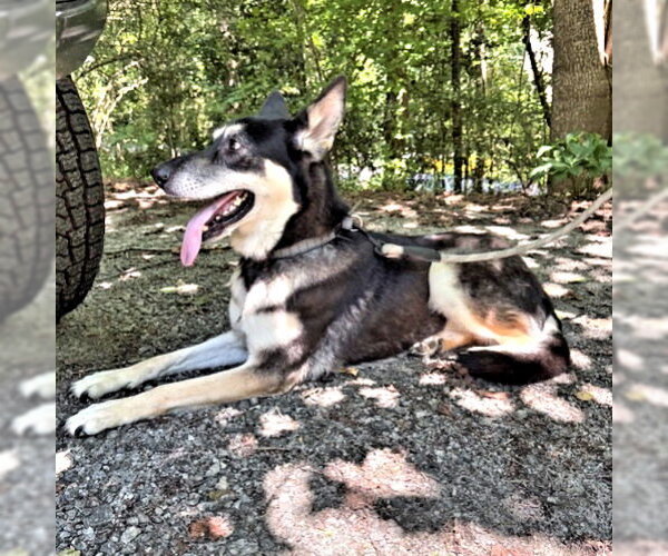 Medium Photo #7 German Shepherd Dog-Unknown Mix Puppy For Sale in Rutherfordton, NC, USA