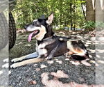 Small #6 German Shepherd Dog Mix