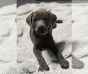 Labrador Retriever Litter for sale in OUTLOOK, WA, USA