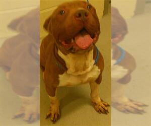 American Pit Bull Terrier Dogs for adoption in Sanford, FL, USA