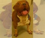 Small American Pit Bull Terrier