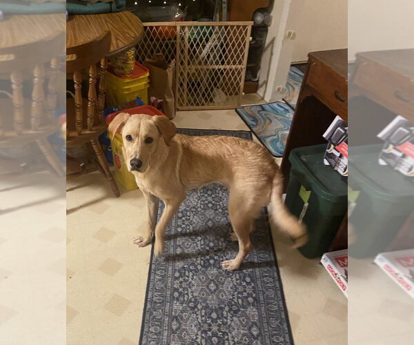 Medium Photo #2 Labrador Retriever-Unknown Mix Puppy For Sale in Aurora, IN, USA