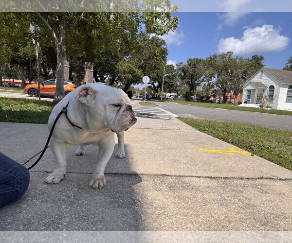Medium Photo #12 Bulldog Puppy For Sale in Sanford, FL, USA
