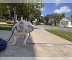 Small #11 Bulldog