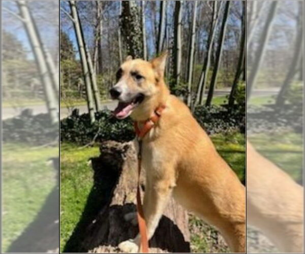 Medium Photo #7 Akita-German Shepherd Dog Mix Puppy For Sale in Winston Salem, NC, USA