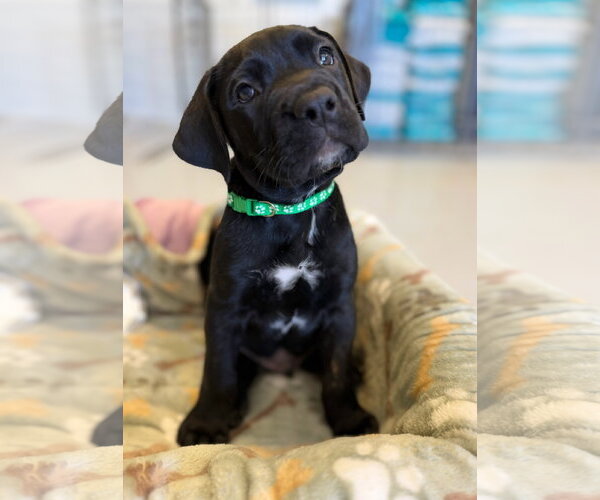Medium Photo #1 Mutt Puppy For Sale in Goodyear, AZ, USA