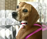 Small #2 Beagle