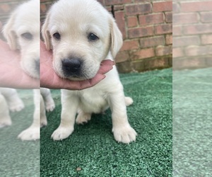Labrador Retriever Puppy for sale in OSYKA, MS, USA
