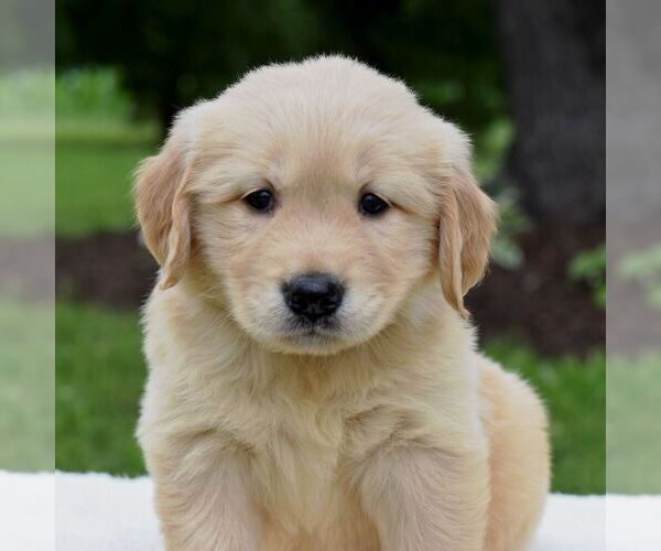 Medium Photo #5 Golden Retriever Puppy For Sale in NEWPORT, PA, USA