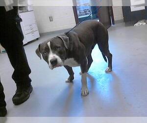 American Pit Bull Terrier Dogs for adoption in Fayetteville, NC, USA