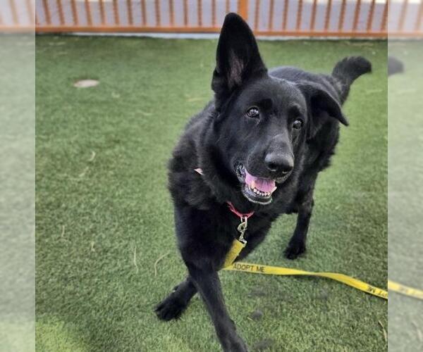 Medium Photo #1 German Shepherd Dog-Unknown Mix Puppy For Sale in Las Vegas, NV, USA