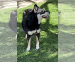 Small #2 Huskies -Shiba Inu Mix