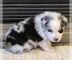 Small Photo #4 Miniature Australian Shepherd Puppy For Sale in WEST PLAINS, MO, USA