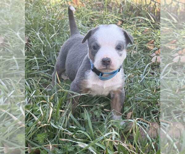 Medium Photo #4 Australian Shepherd-Unknown Mix Puppy For Sale in OKLAHOMA CITY, OK, USA