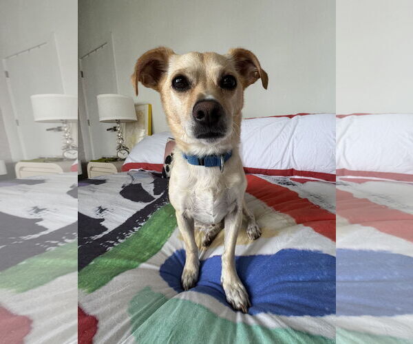 Medium Photo #14 Mutt Puppy For Sale in Philadelphia, PA, USA