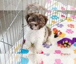 Tucker - Male Havashire Puppy for Sale - Photo #11