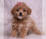 Small Photo #5 Maltipoo (Miniature) Puppy For Sale in WARSAW, IN, USA
