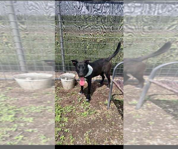 Medium Photo #4 Mutt Puppy For Sale in Abbeville, LA, USA