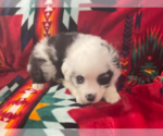 Small Photo #2 Miniature Australian Shepherd Puppy For Sale in ANTLERS, OK, USA