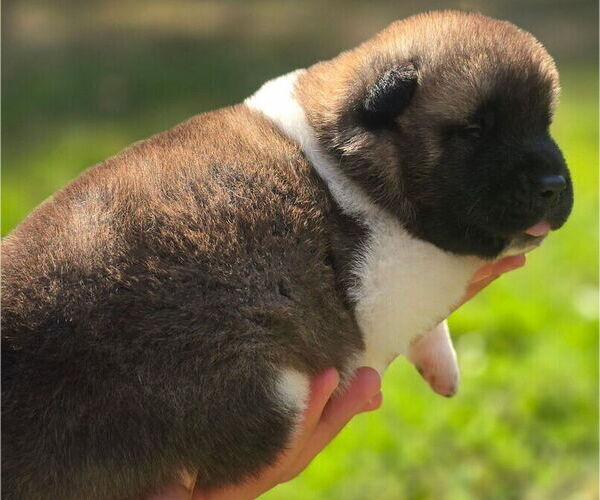 Medium Photo #7 Akita Puppy For Sale in STRAFFORD, MO, USA