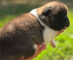 Small #6 Akita