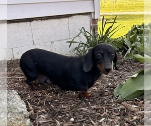 Mother of the Dachshund puppies born on 02/21/2024