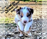 Small Photo #13 Border Collie Puppy For Sale in BYBEE, TN, USA