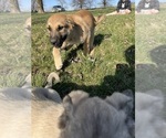 Small #6 Anatolian Shepherd-German Shepherd Dog Mix