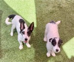 Small #8 Mutt