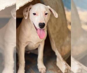 Mutt Dogs for adoption in Minneapolis, MN, USA