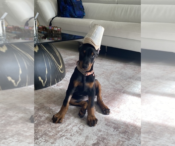 Medium Photo #13 Doberman Pinscher Puppy For Sale in FORT LAUDERDALE, FL, USA