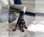 Small #12 Doberman Pinscher