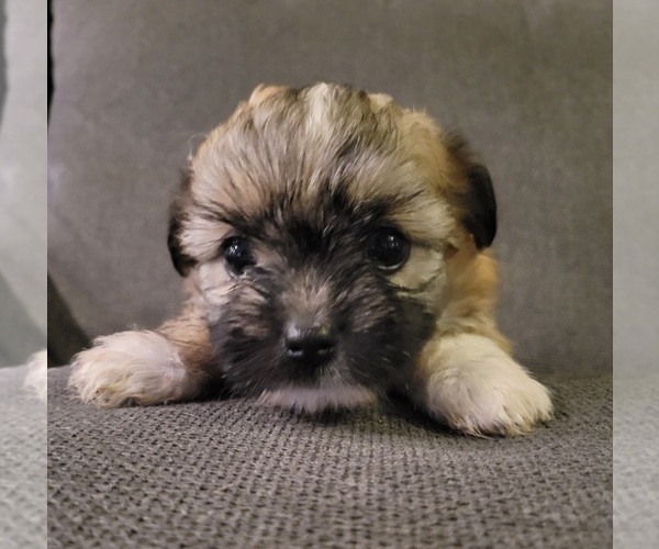 Medium Photo #10 Auss-Tzu Puppy For Sale in SAN ANTONIO, TX, USA