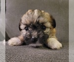 Small #9 Auss-Tzu