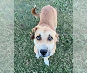 Siberian Husky-Unknown Mix Dogs for adoption in Minneapolis, MN, USA