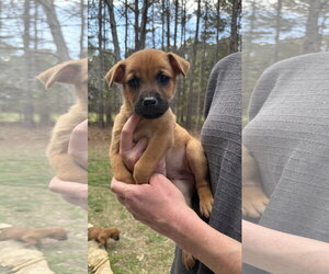 German Shepherd Dog-Unknown Mix Dogs for adoption in Holly Springs, NC, USA