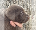 Small Photo #3 Labrador Retriever Puppy For Sale in BROWNS VALLEY, CA, USA