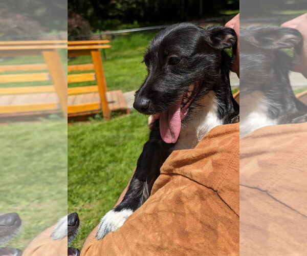 Medium Photo #3 Mutt Puppy For Sale in Arlington, WA, USA