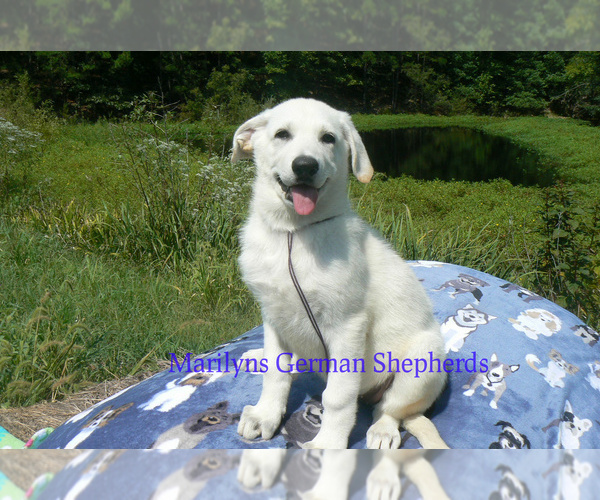 Medium Photo #2 German Shepherd Dog Puppy For Sale in PIEDMONT, MO, USA