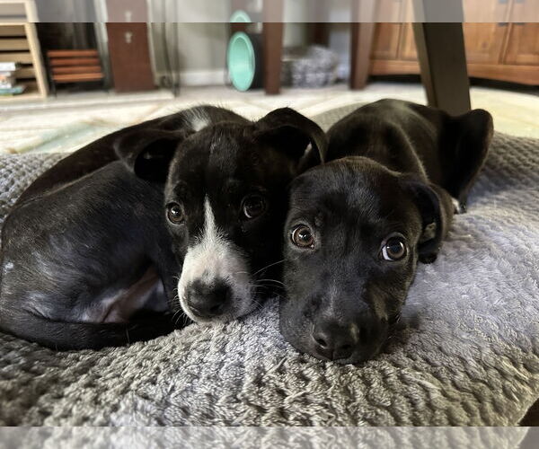 Medium Photo #7 Labrador Retriever-Unknown Mix Puppy For Sale in Holly Springs, NC, USA