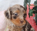 Small Photo #6 Cavapoo Puppy For Sale in THORP, WI, USA