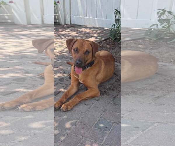 Medium Photo #2 Retriever -Unknown Mix Puppy For Sale in Woodbury, NY, USA
