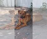 Small #1 Retriever  Mix