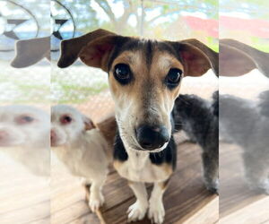 Cheagle Dogs for adoption in Bellevue, WA, USA