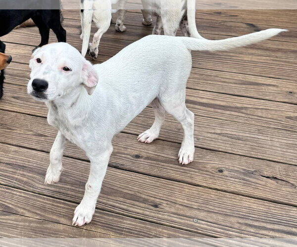 Medium Photo #2 Chihuahua-Unknown Mix Puppy For Sale in Virginia Beach, VA, USA